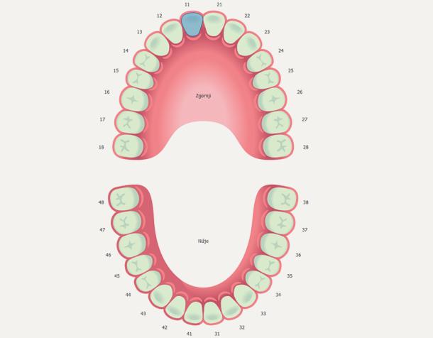 Alefi energijska diagnostika telesa: prikaz energijskih vrednosti zobovja v povezavi z organi, meridiani in vretenci